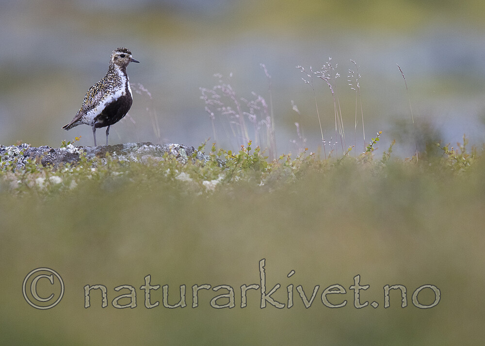 BB_20200722_0195 / Pluvialis apricaria / Heilo