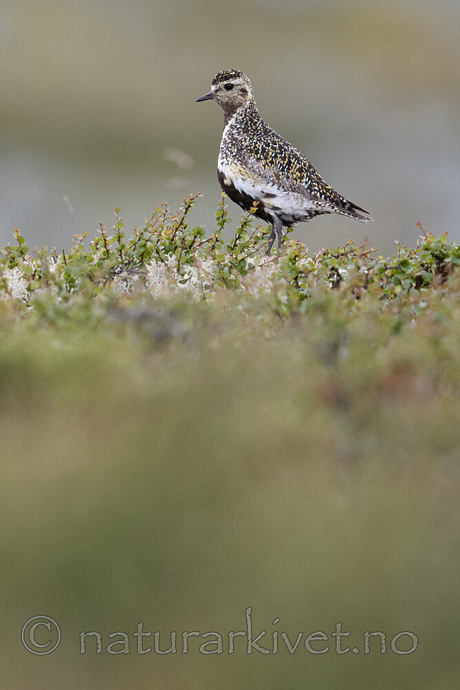 BB_20200722_0209 / Pluvialis apricaria / Heilo