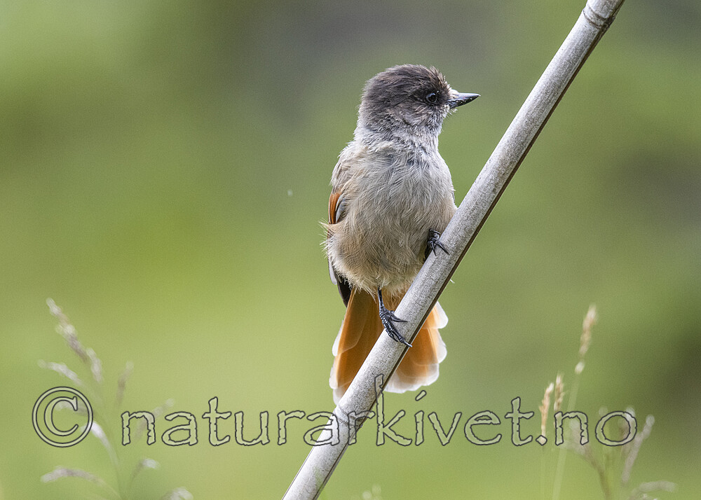 BB_20200723_0396 / Perisoreus infaustus / Lavskrike