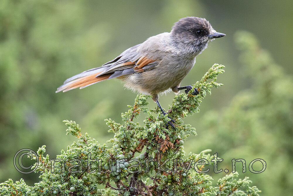 BB_20200723_0417 / Perisoreus infaustus / Lavskrike