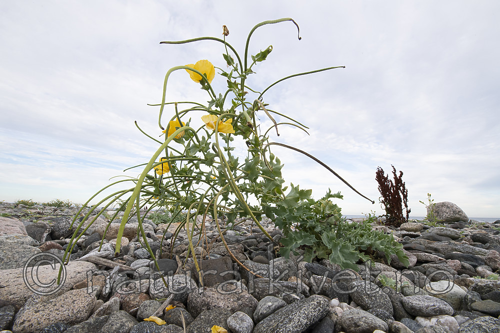 BB_20200801_0422 / Glaucium flavum / Gul hornvalmue