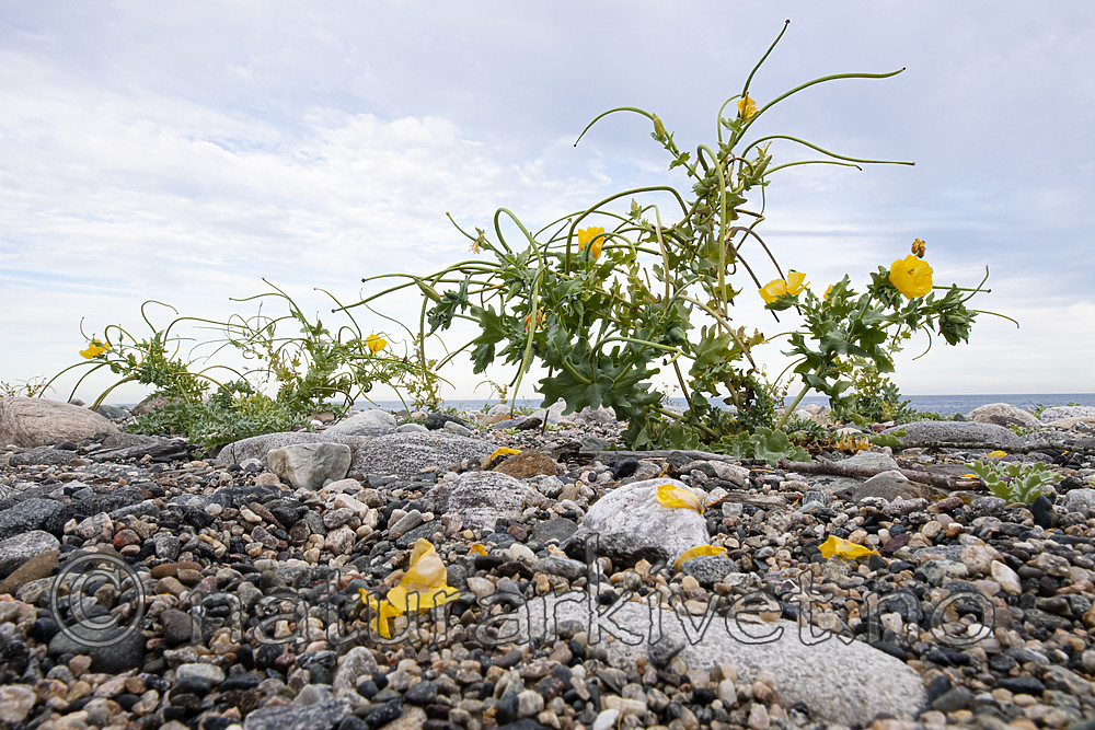 BB_20200801_0500 / Glaucium flavum / Gul hornvalmue