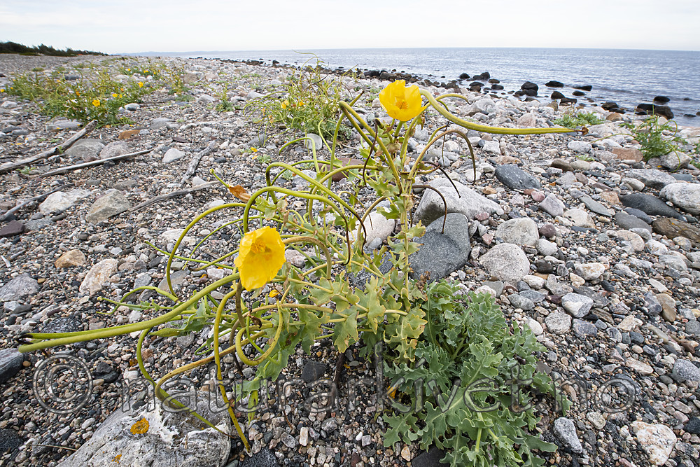 BB_20200801_0511 / Glaucium flavum / Gul hornvalmue