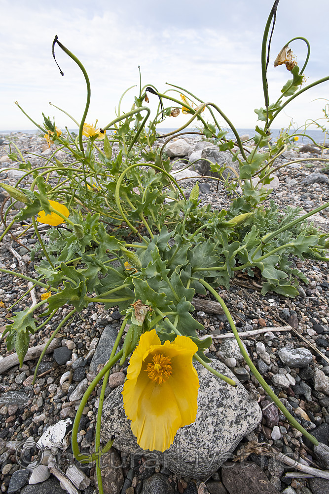 BB_20200801_0519 / Glaucium flavum / Gul hornvalmue