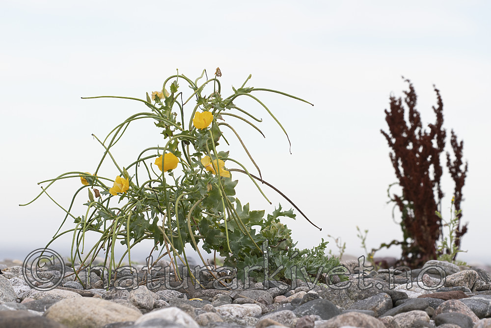 BB_20200801_0538 / Glaucium flavum / Gul hornvalmue