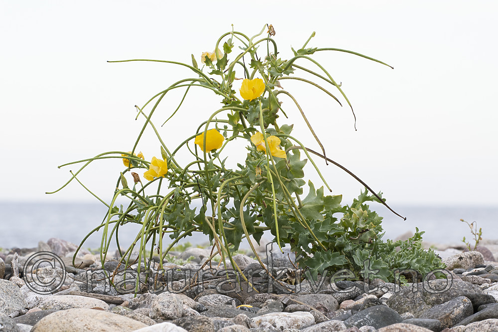 BB_20200801_0561 / Glaucium flavum / Gul hornvalmue