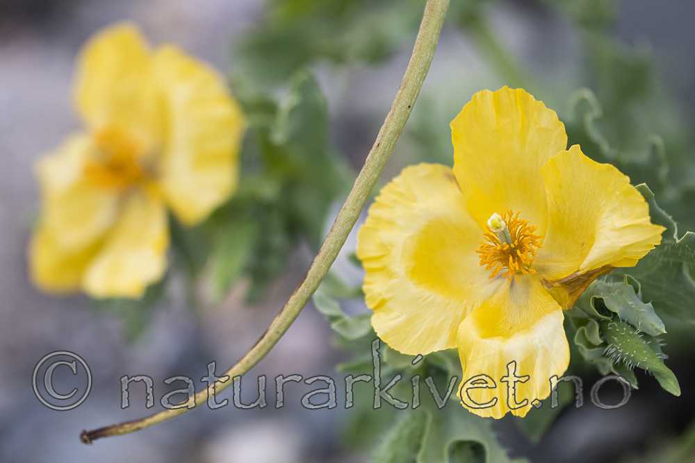 BB_20200801_0740 / Glaucium flavum / Gul hornvalmue