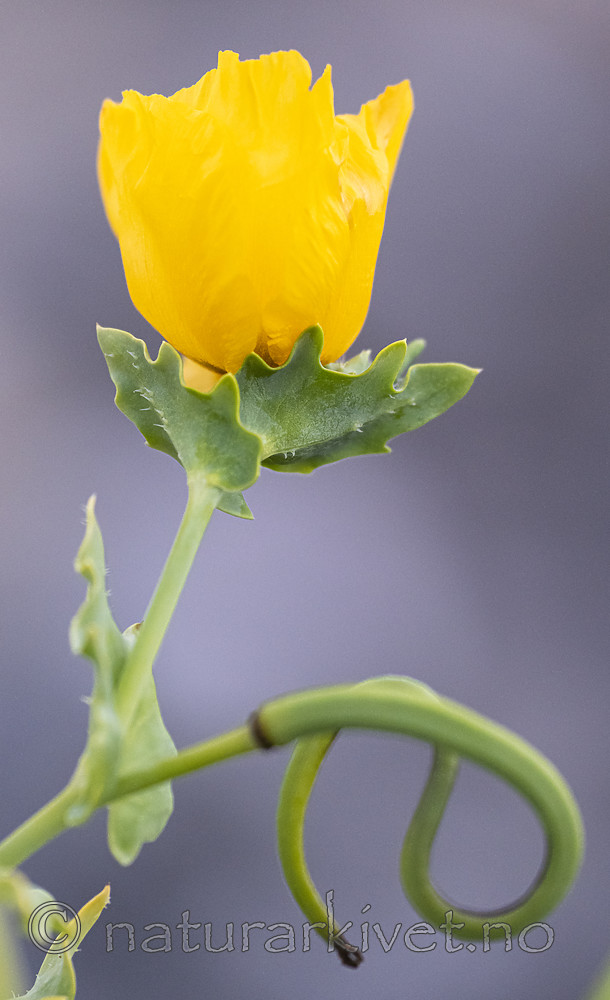 BB_20200801_0769 / Glaucium flavum / Gul hornvalmue