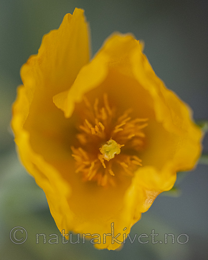 BB_20200801_0791 / Glaucium flavum / Gul hornvalmue