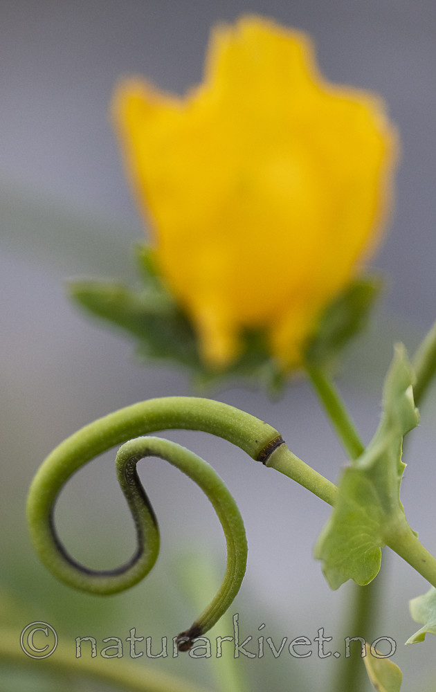 BB_20200801_0794 / Glaucium flavum / Gul hornvalmue