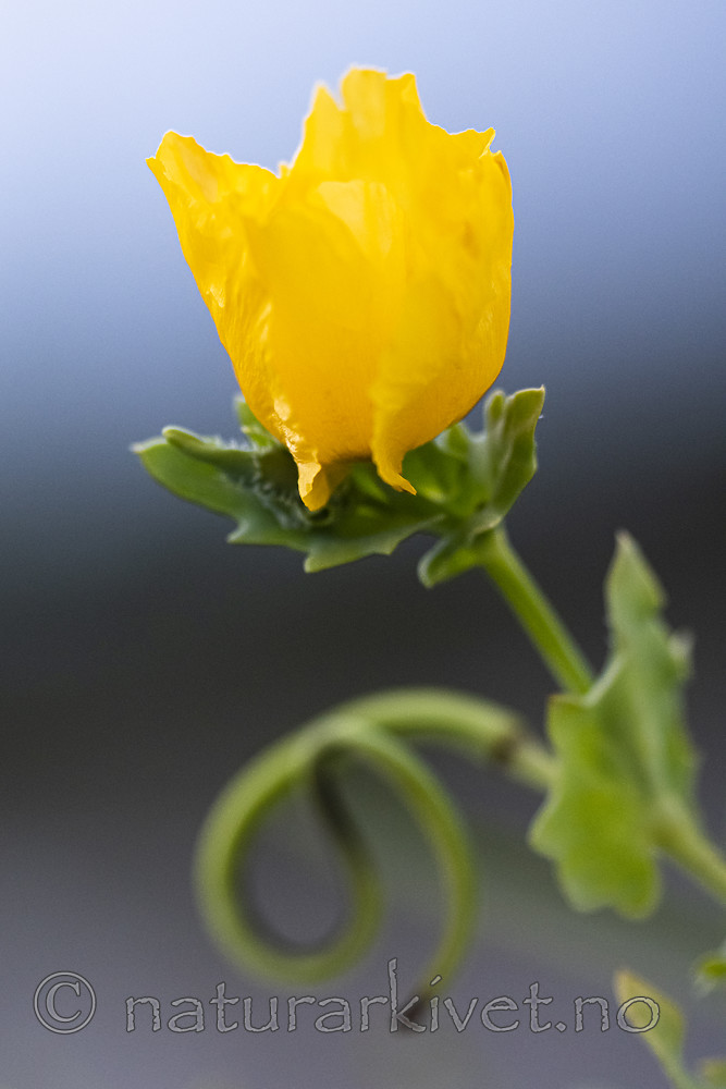 BB_20200801_0805 / Glaucium flavum / Gul hornvalmue