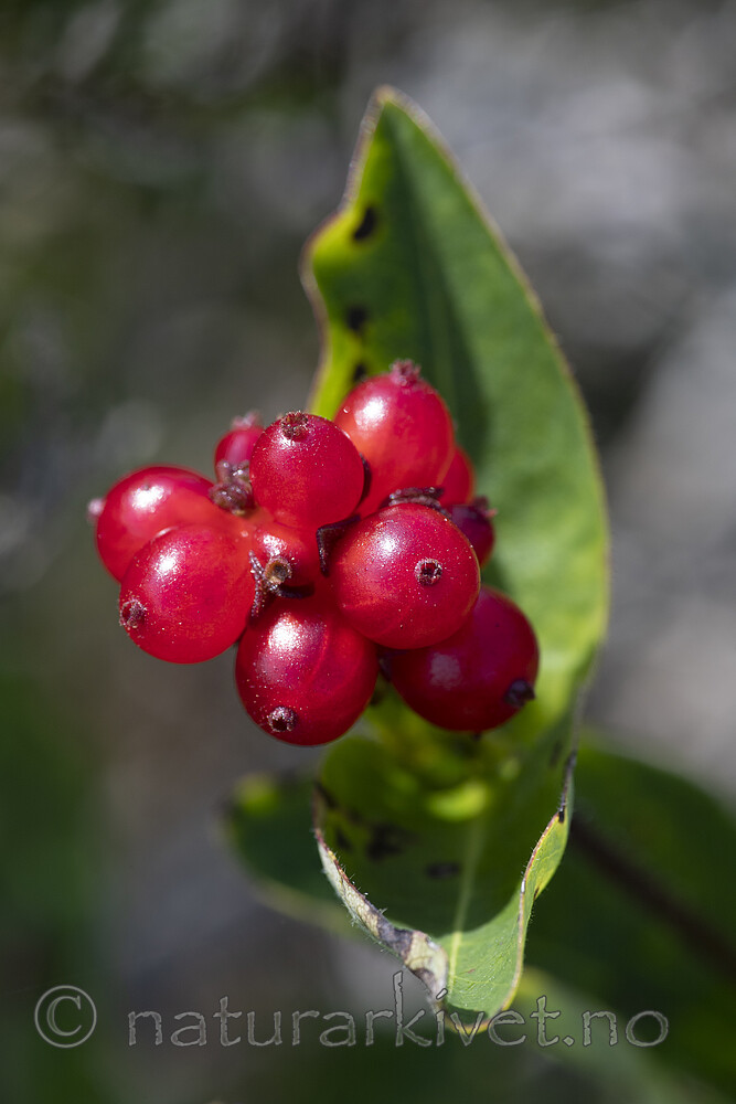BB_20200808_0139 / Lonicera periclymenum / Vivendel