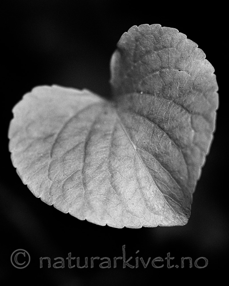 BB_20200810_0065-2 / Viola mirabilis / Krattfiol