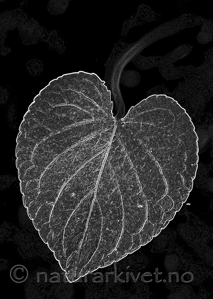 BB_20200810_0086_2 / Viola mirabilis / Krattfiol