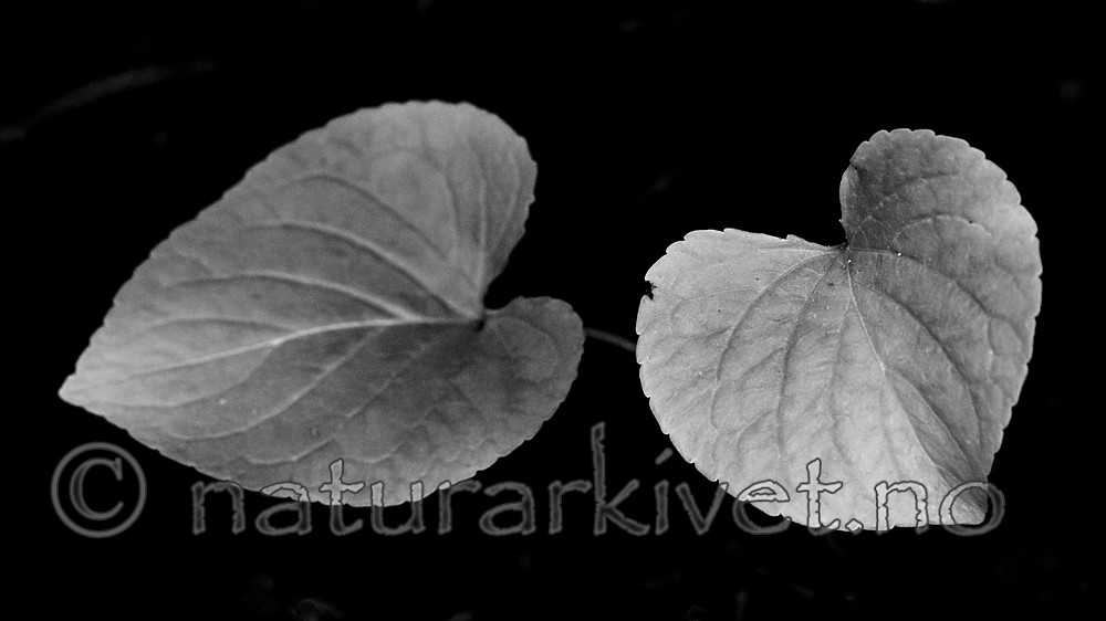 BB_20200810_0096-2 / Viola mirabilis / Krattfiol