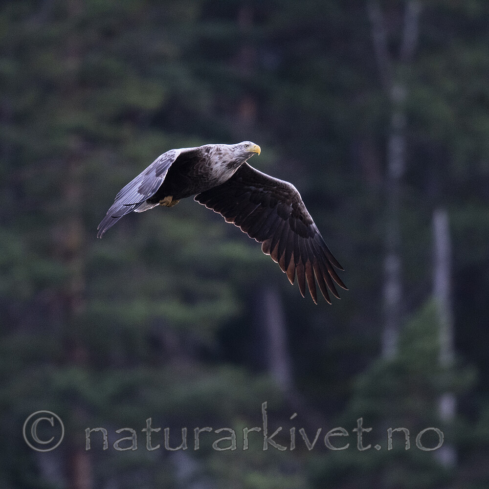 BB_20200816_0040 / Haliaeetus albicilla / Havørn