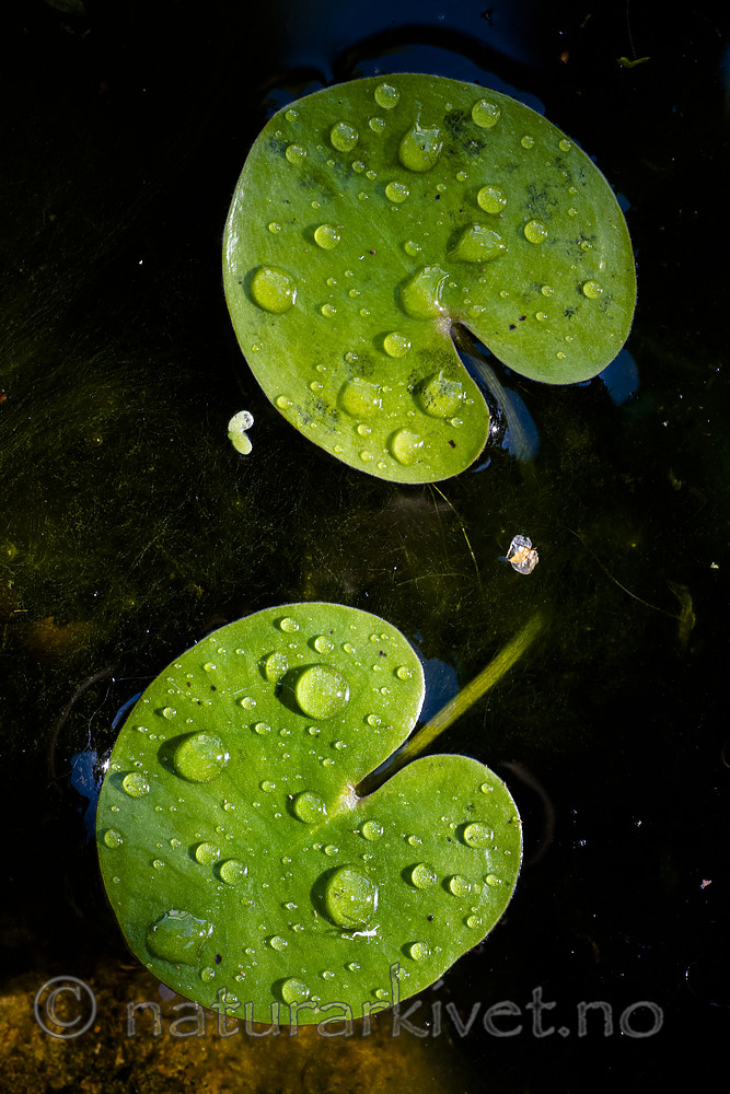 BB_20200822_0008 / Hydrocharis morsus-ranae / Froskebitt