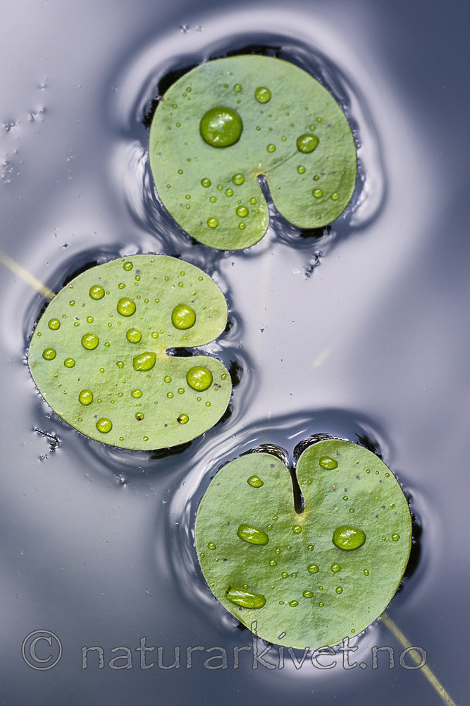 BB_20200822_0035 / Hydrocharis morsus-ranae / Froskebitt