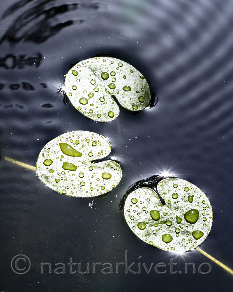 BB_20200822_0060 / Hydrocharis morsus-ranae / Froskebitt