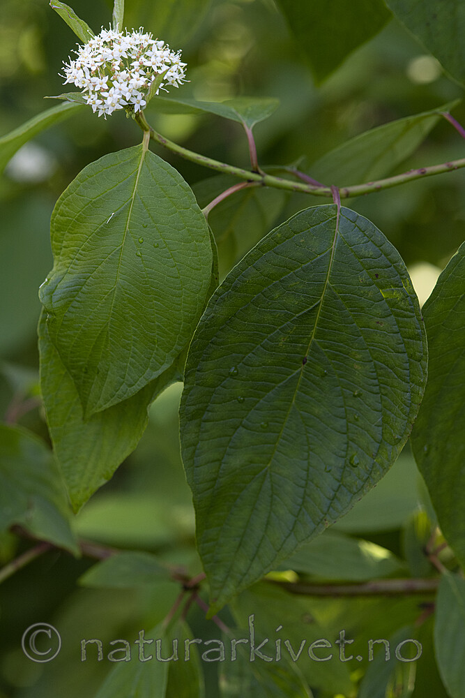 BB_20200824_0024 / Swida alba / Sibirkornell