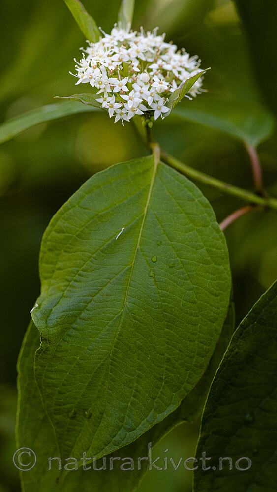 BB_20200824_0031 / Swida alba / Sibirkornell
