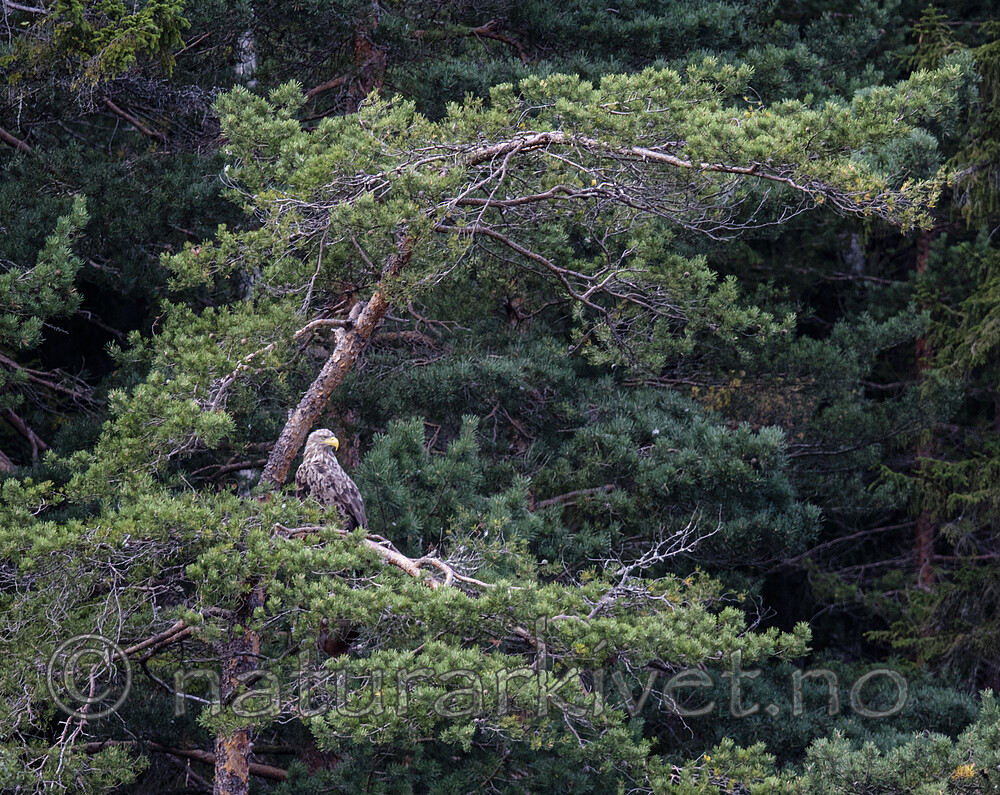 BB_20200830_0103 / Haliaeetus albicilla / Havørn