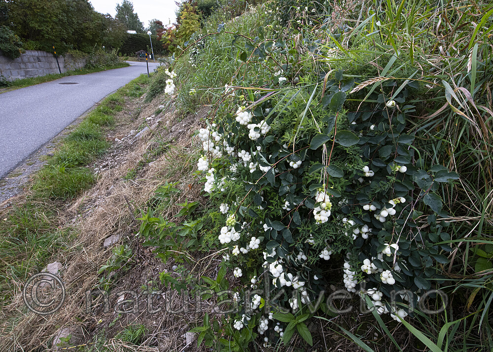 BB_20200911_0042 / Symphoricarpos albus / Snøbær