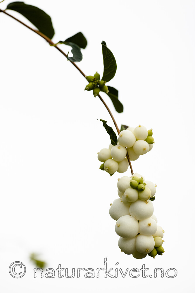 BB_20200911_0048 / Symphoricarpos albus / Snøbær