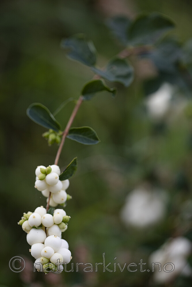 BB_20200911_0057 / Symphoricarpos albus / Snøbær