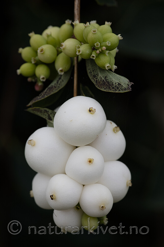 BB_20200911_0059 / Symphoricarpos albus / Snøbær