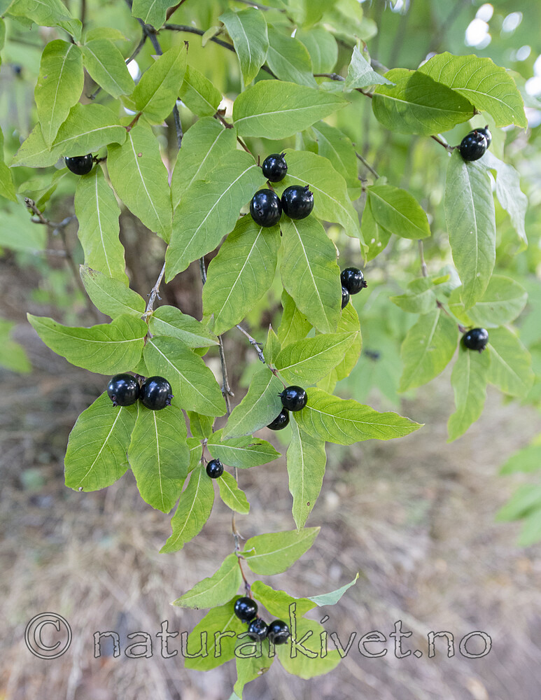BB_20200914_0001 / Lonicera nigra / Svartleddved