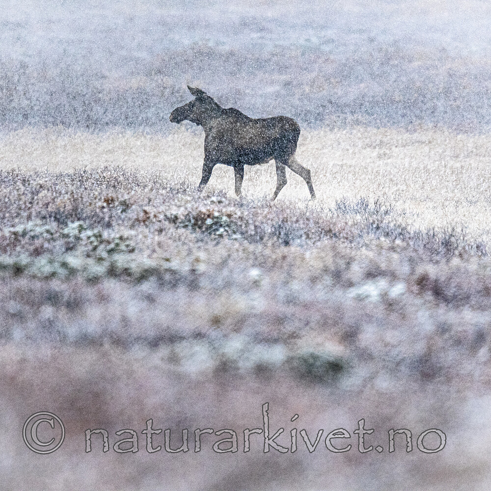 BB_20200926_0062-2 / Alces alces / Elg