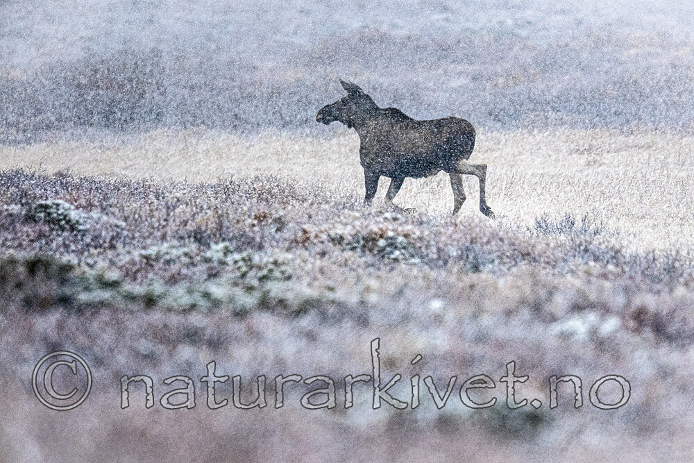 BB_20200926_0063-2 / Alces alces / Elg