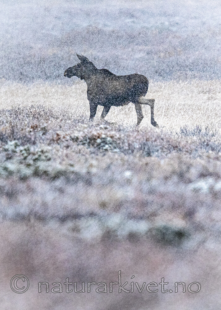 BB_20200926_0063 / Alces alces / Elg
