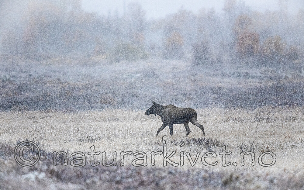 BB_20200926_0065 / Alces alces / Elg