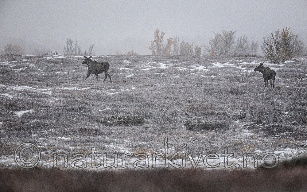 BB_20200926_0078 / Alces alces / Elg