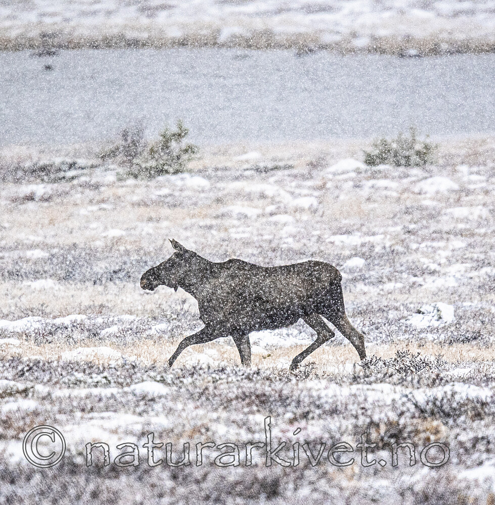 BB_20200926_0082 / Alces alces / Elg