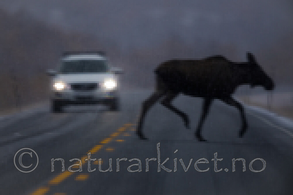 BB_20200926_0104 / Alces alces / Elg