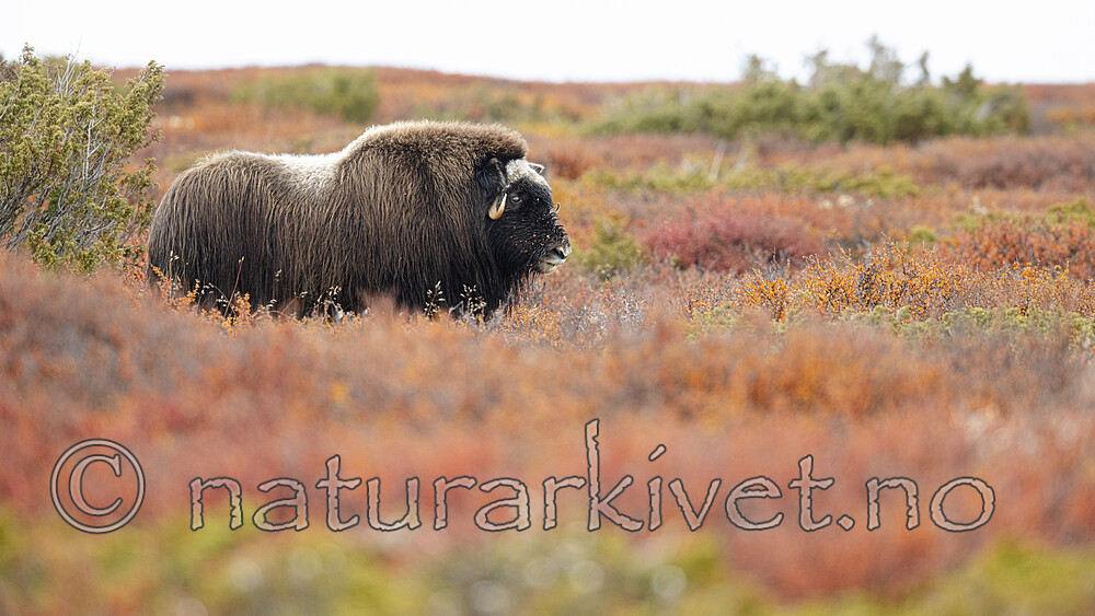 BB_20200926_0683 / Ovibos moschatus / Moskusfe