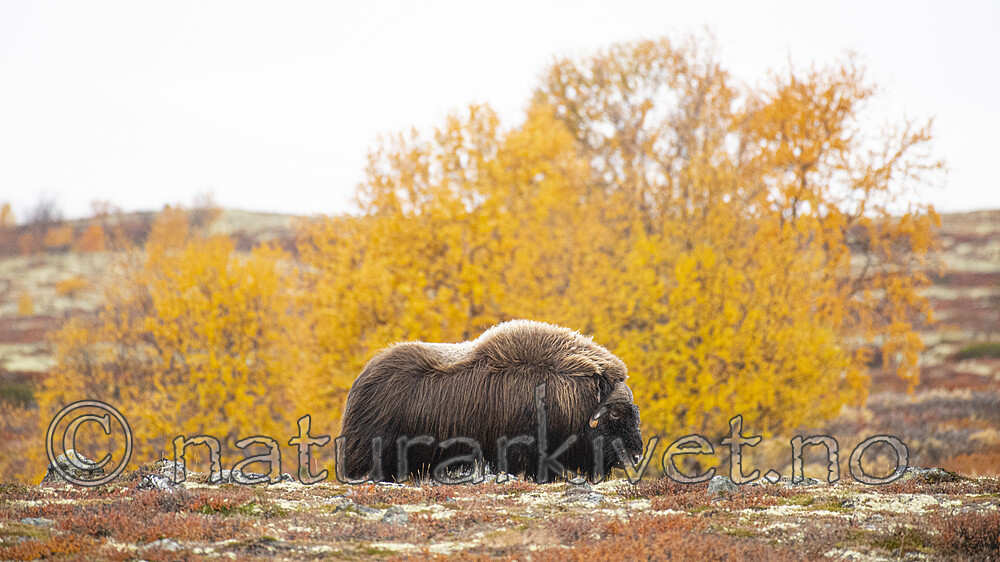 BB_20200926_0881 / Ovibos moschatus / Moskusfe