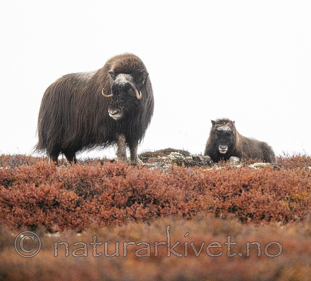 BB_20200926_0912 / Ovibos moschatus / Moskusfe