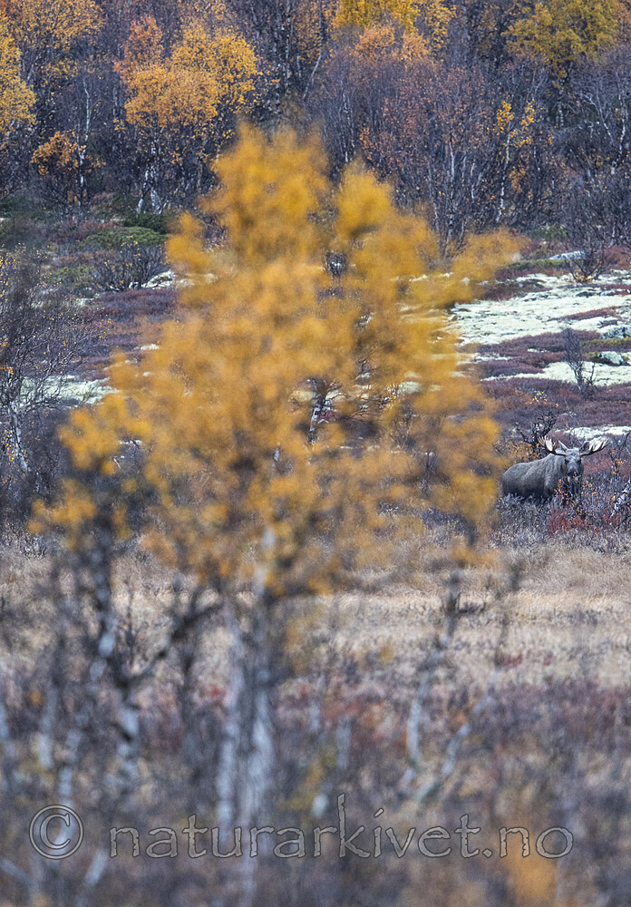 BB_20200927_0013 / Alces alces / Elg