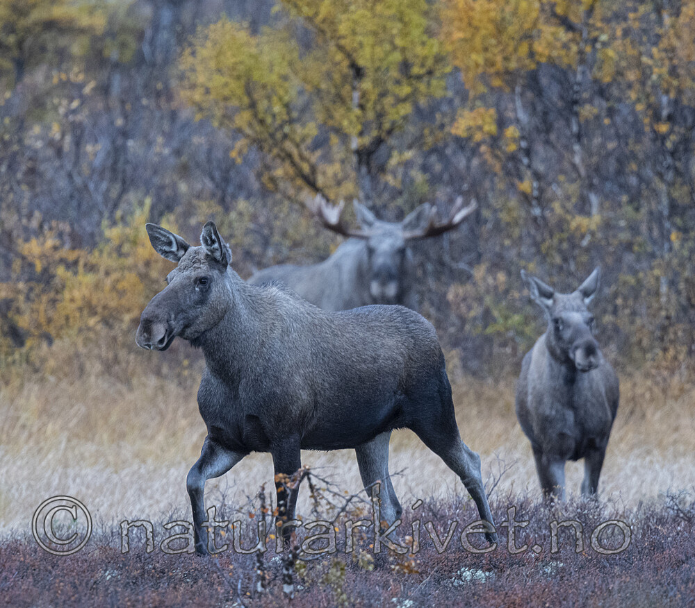 BB_20200927_0051 / Alces alces / Elg