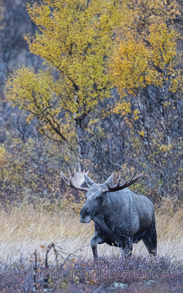 BB_20200927_0075 / Alces alces / Elg