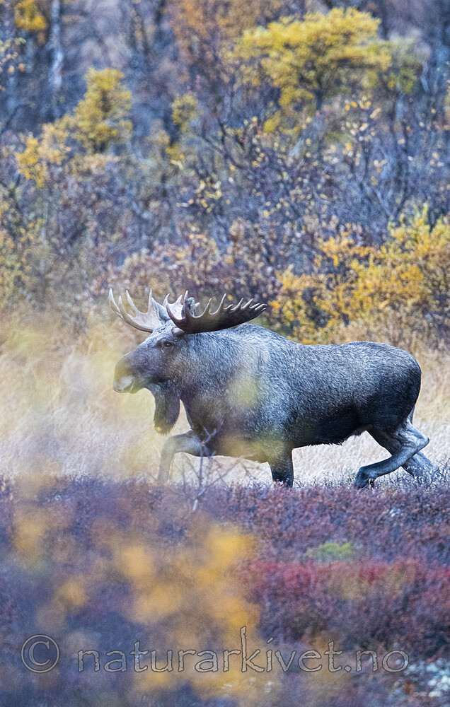BB_20200927_0077 / Alces alces / Elg