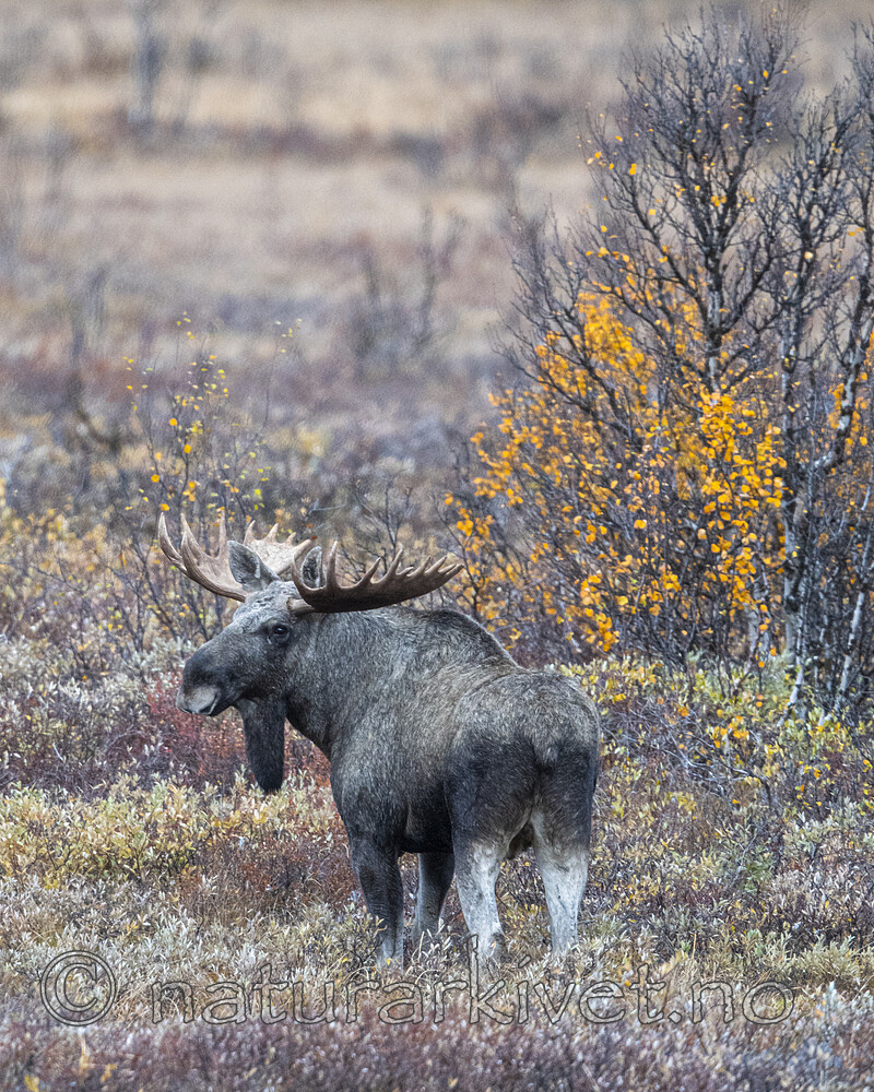 BB_20200927_0108 / Alces alces / Elg
