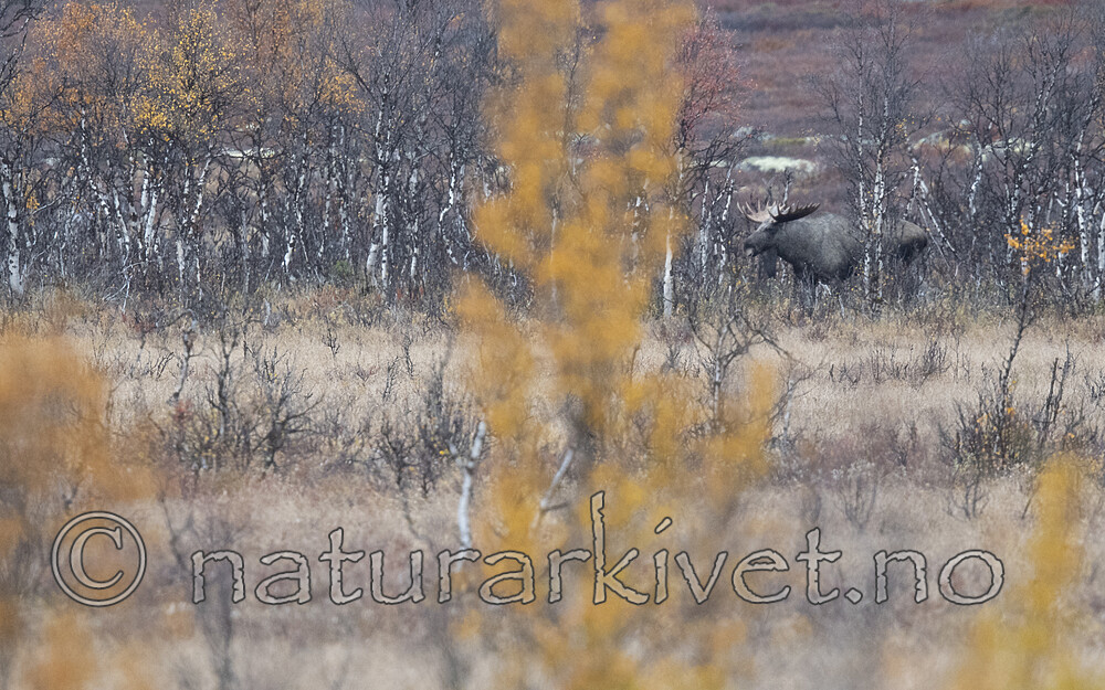 BB_20200927_0111 / Alces alces / Elg