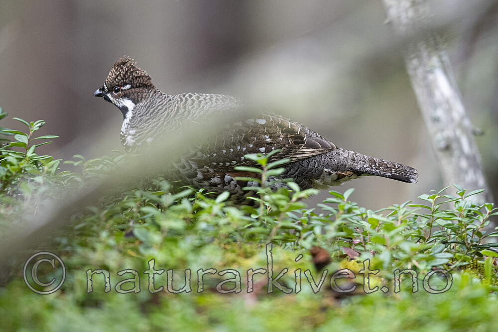 BB_20200927_0477 / Tetrastes bonasia / Jerpe