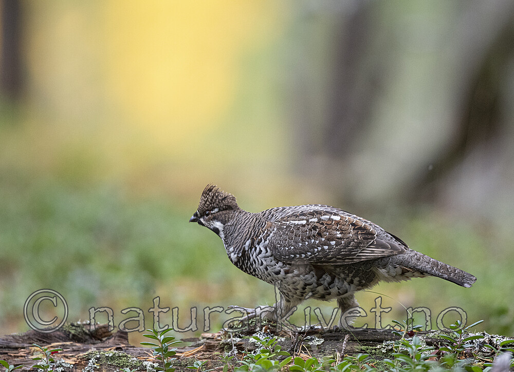 BB_20200927_0497 / Tetrastes bonasia / Jerpe