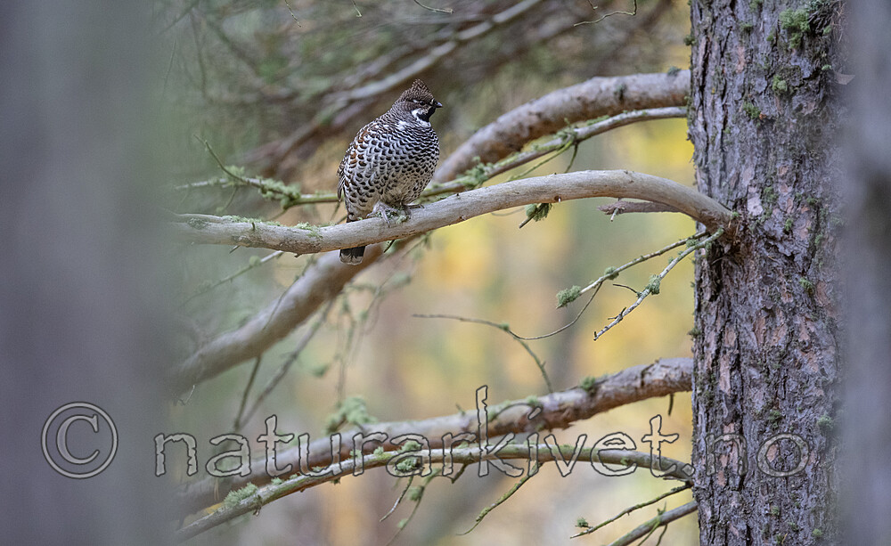 BB_20200927_0622 / Tetrastes bonasia / Jerpe